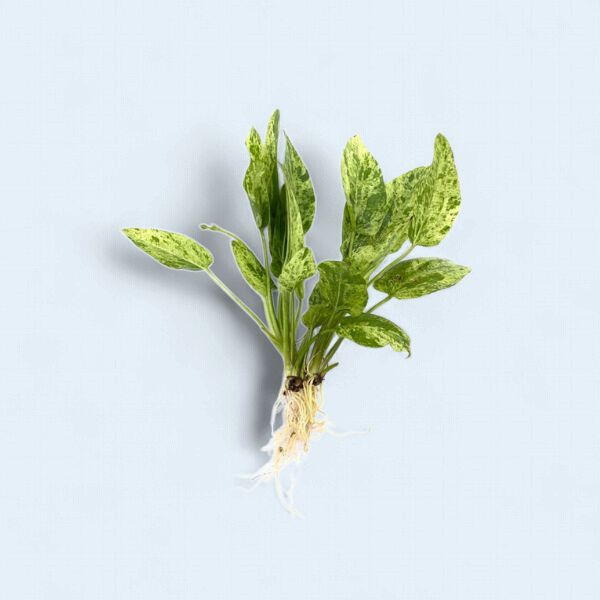 Echinodorus Cordifolius (Marble Queen Sword)