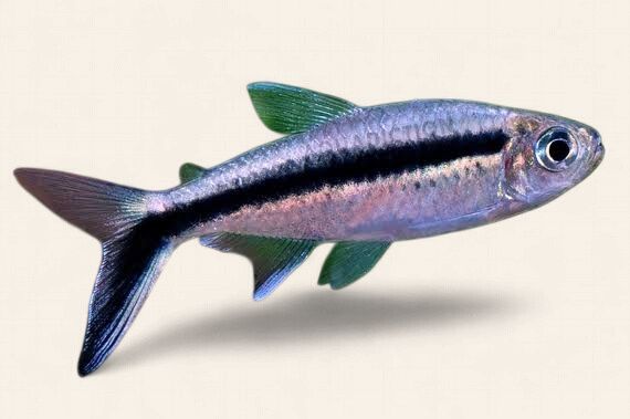 Penguin Tetra