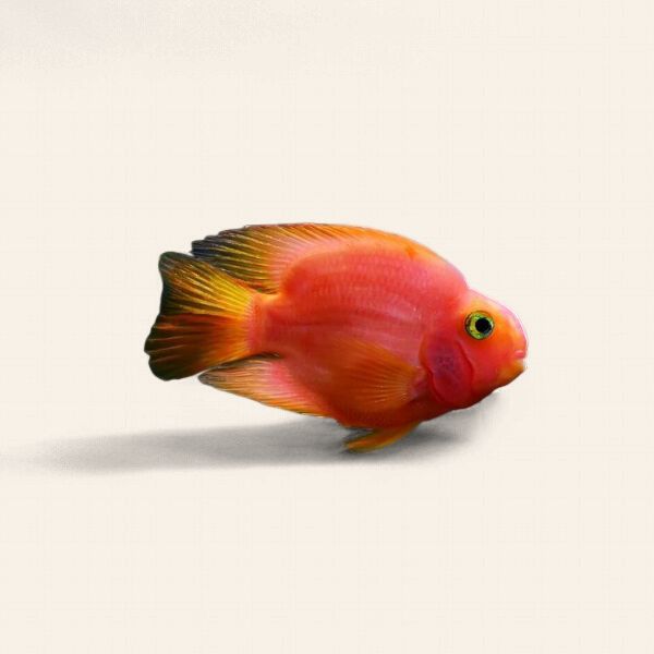 Parrot Fish