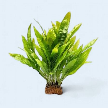 Microsorum pteropus (Java Fern)