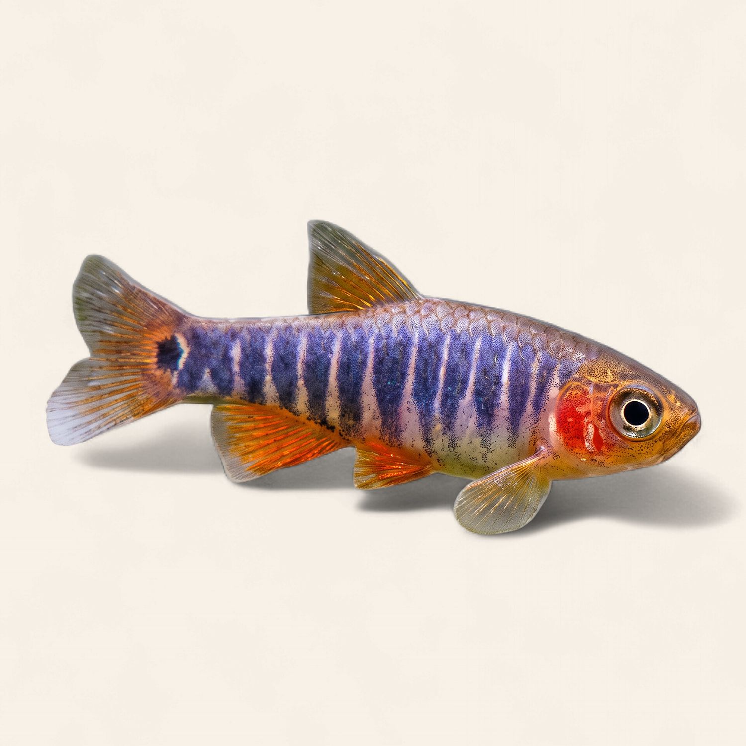 Emerald Dwarf Rasbora