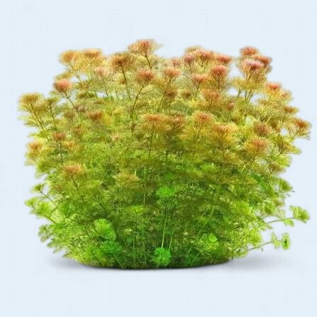 Limnophila sessiliflora (Ambulia)