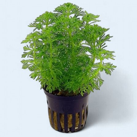 Limnophila sessiliflora (Ambulia)