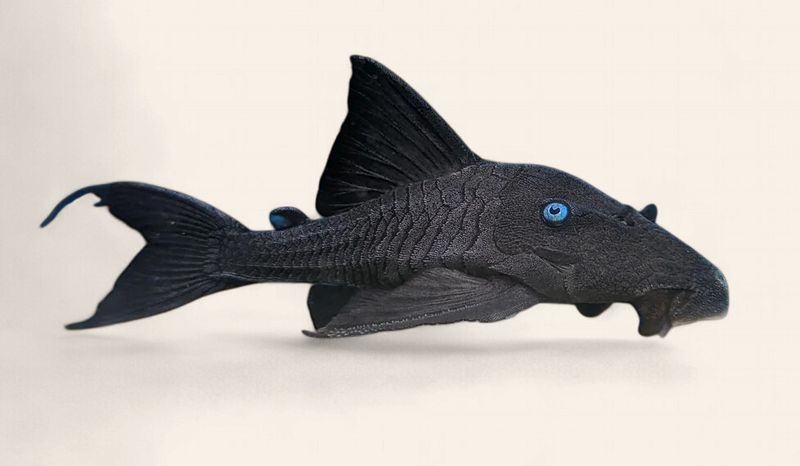 Blue Eyed Royal Pleco