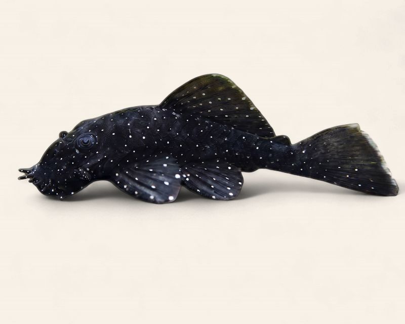 Starlight Bristlenose