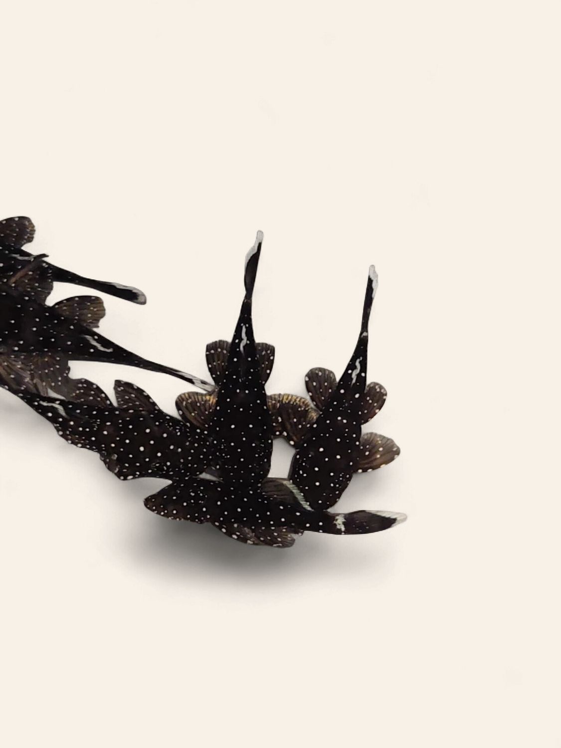 Starlight Bristlenose