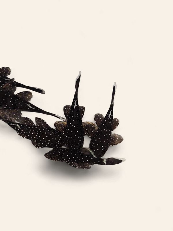 Starlight Bristlenose