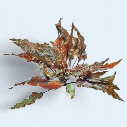 Cryptocoryne Wendtii Mi-oya