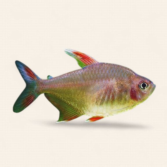 Rosy Tetra