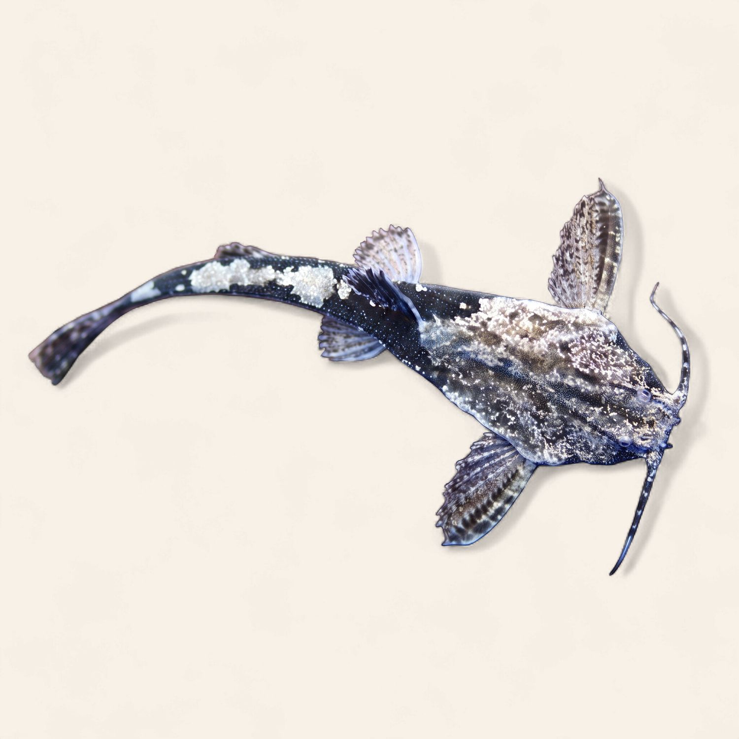 Banjo Catfish (Two Colour)