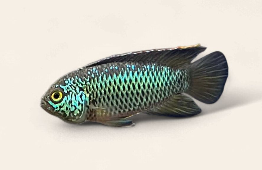 Golden Eye Dwarf Cichlid