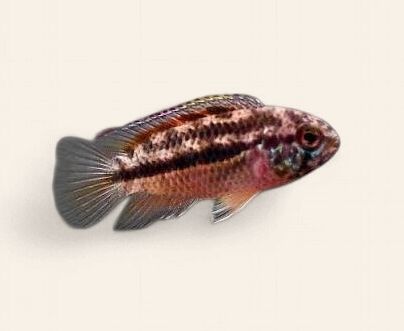 Golden Eye Dwarf Cichlid