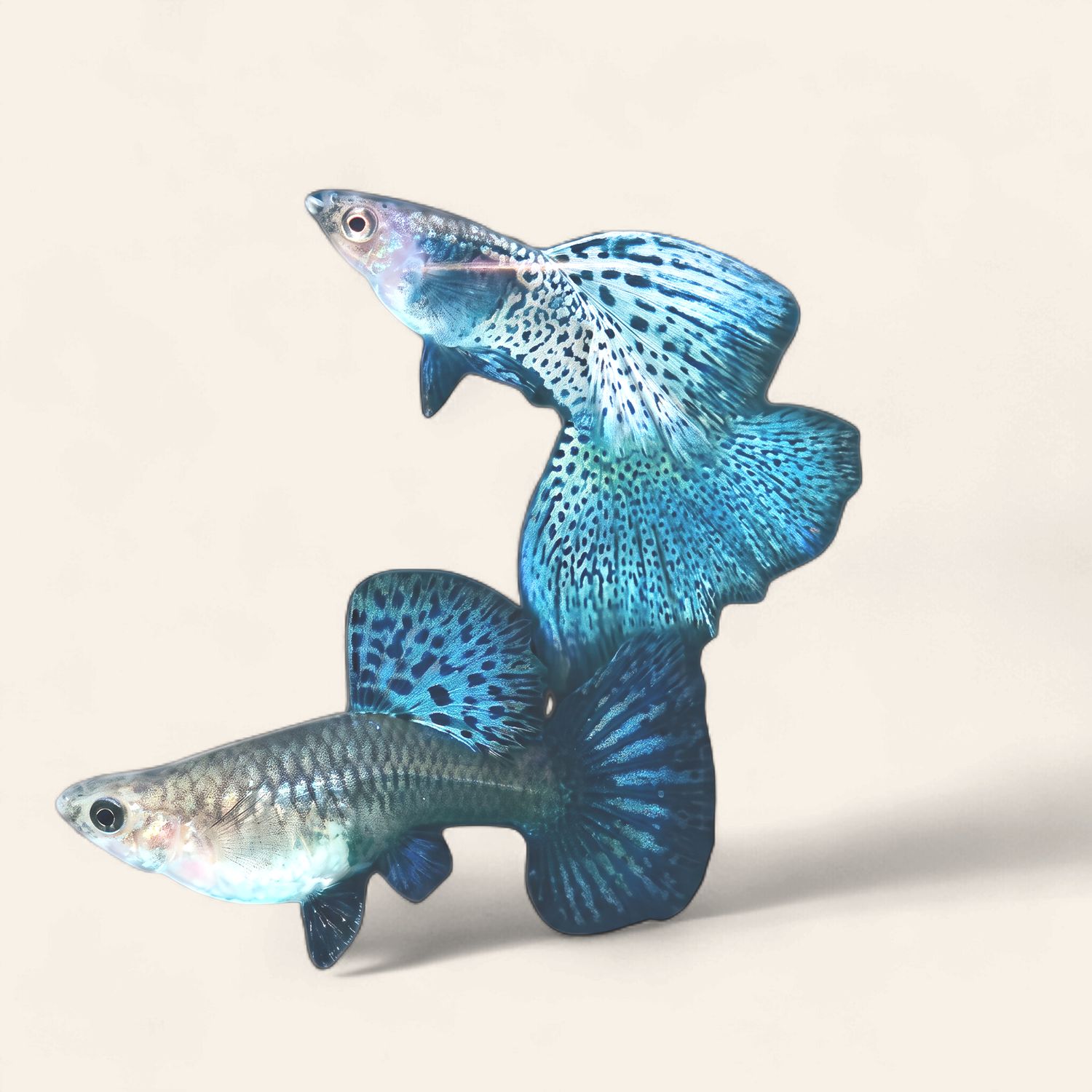 Guppy - Metal Cobra Blue Grass