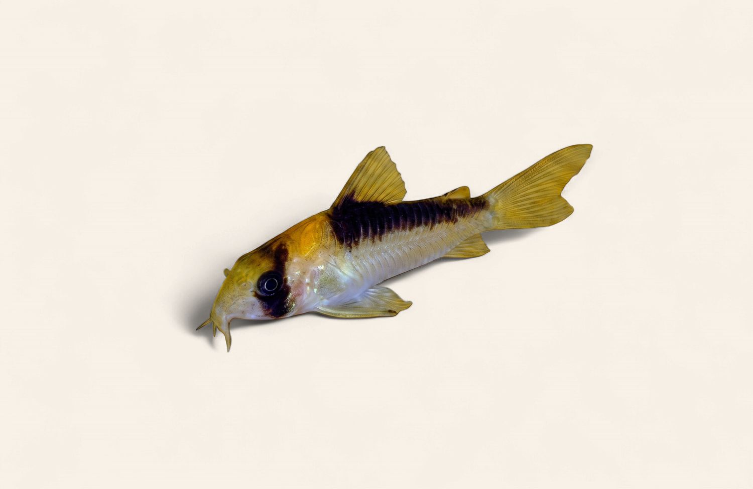 Adolfoi Cory