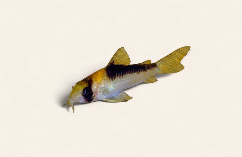 Adolfoi Cory