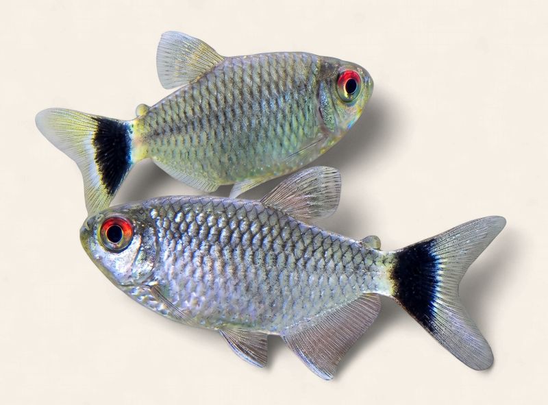Red Eye Tetra