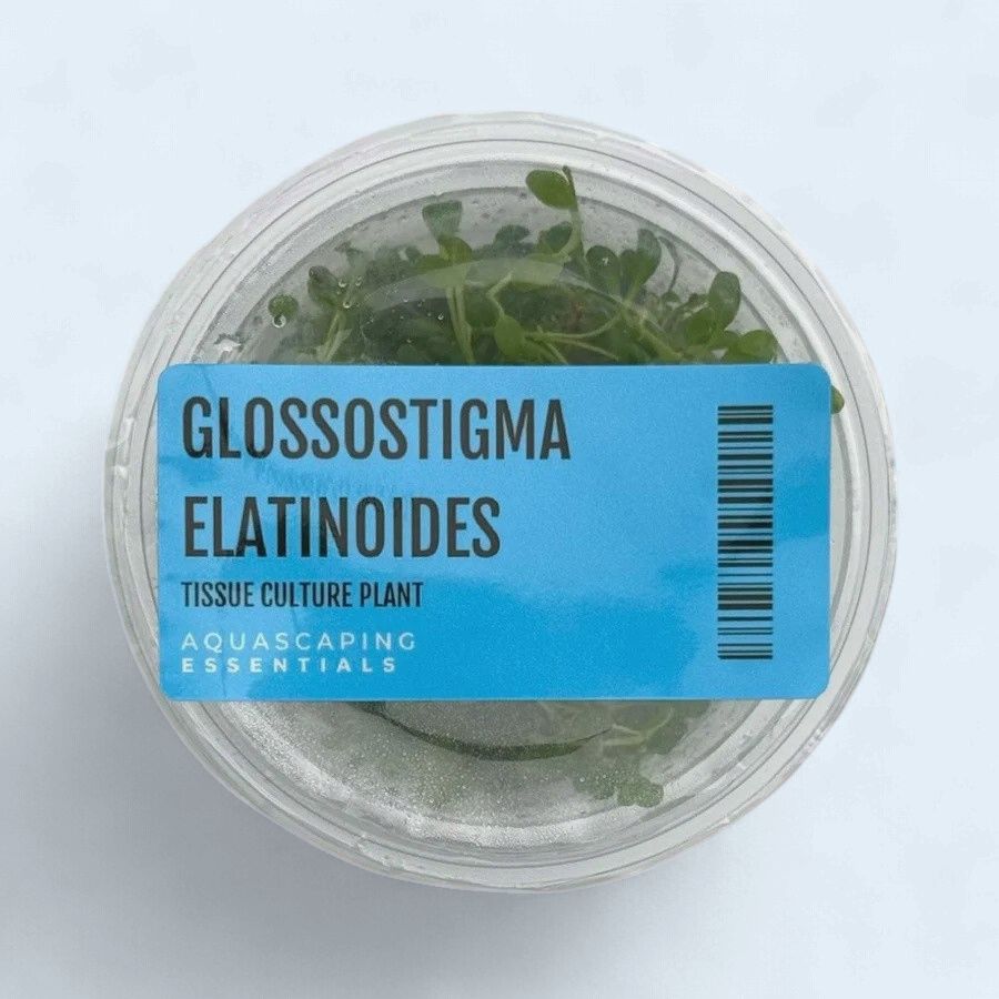 Glossostigma Elatinoides  Tissue Culture
