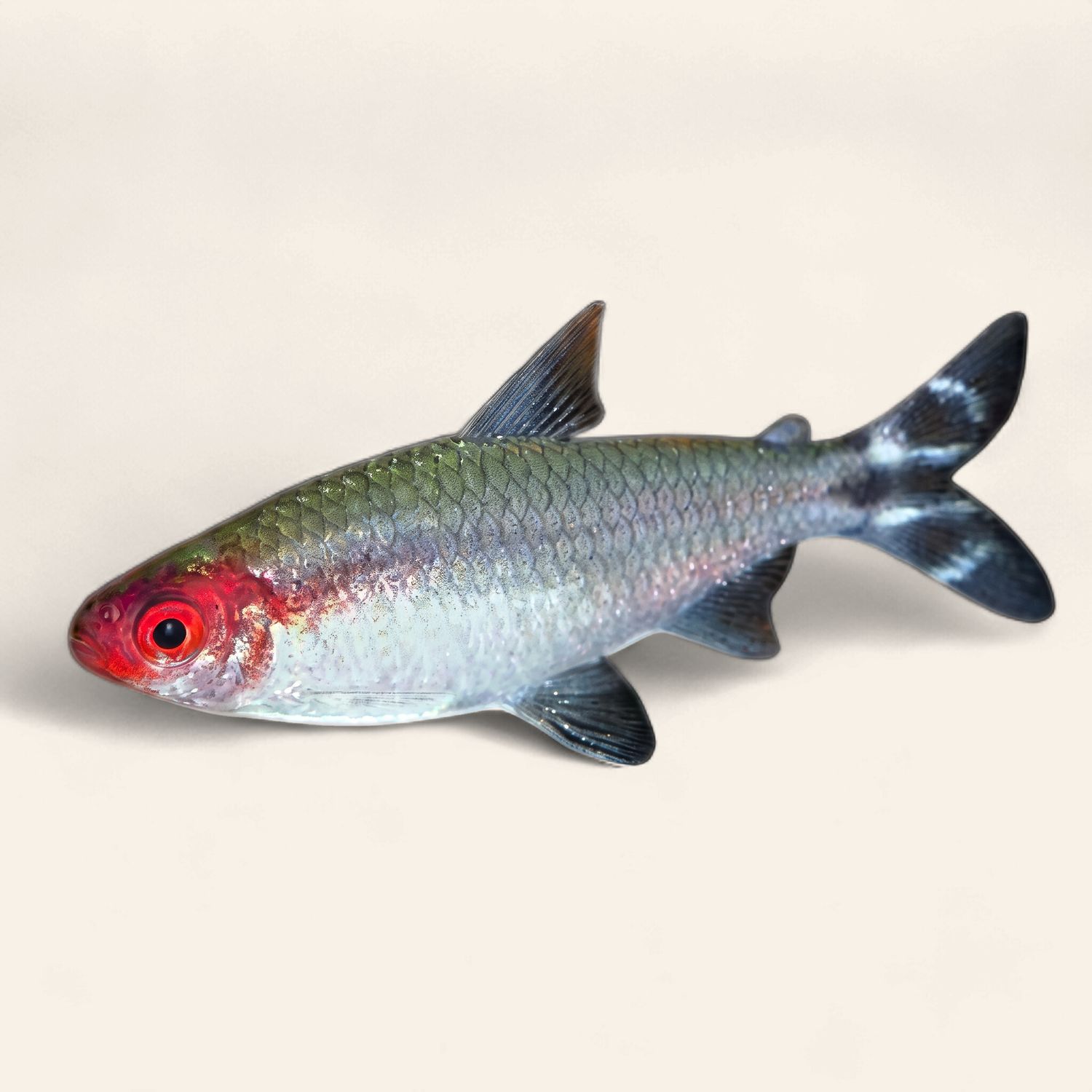 Rummynose Tetra