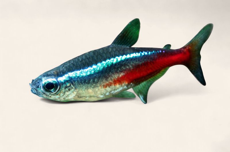 Neon Tetra