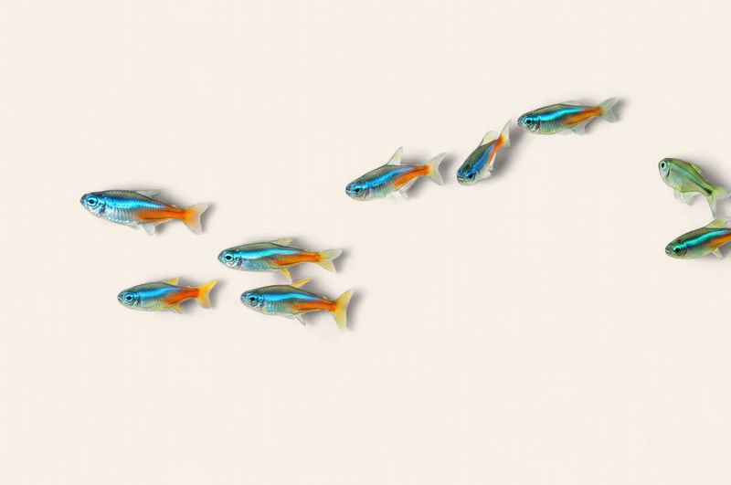 Neon Tetra