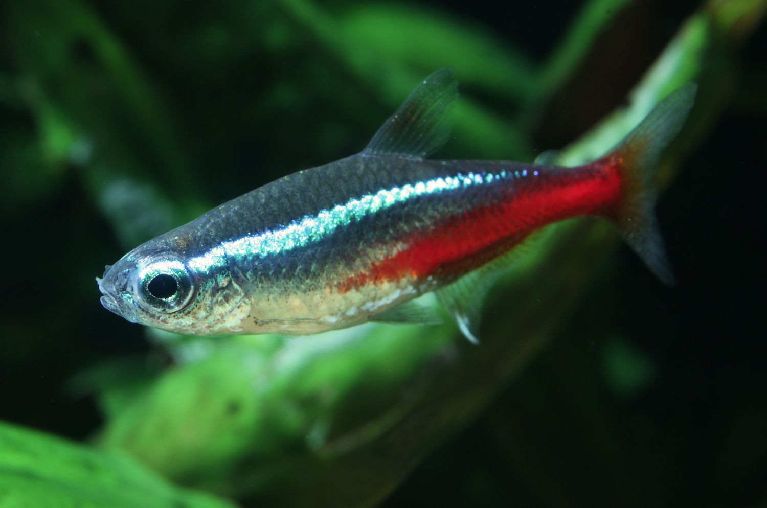 Neon Tetra, Colour: Normal