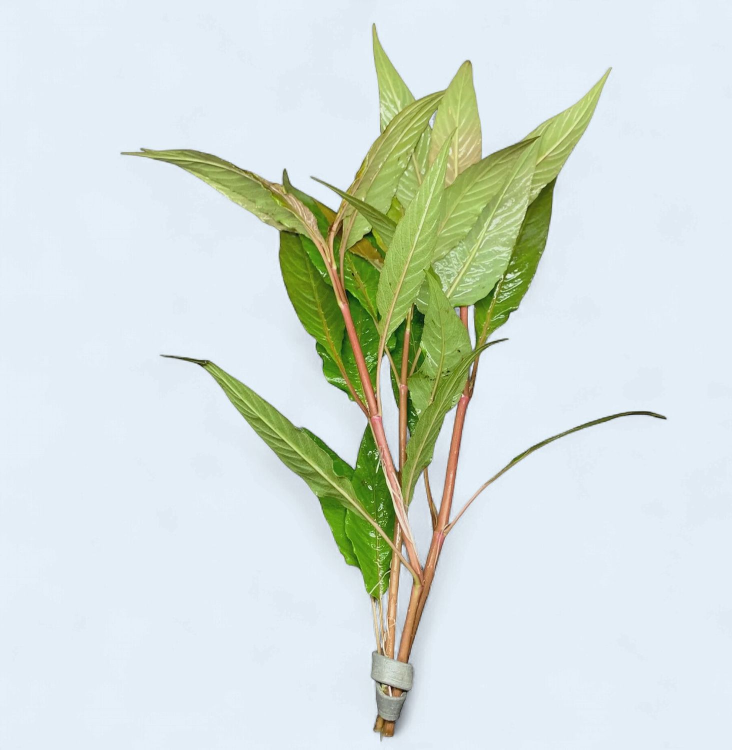 Hygrophila corymbosa (Blue Hygrophila)