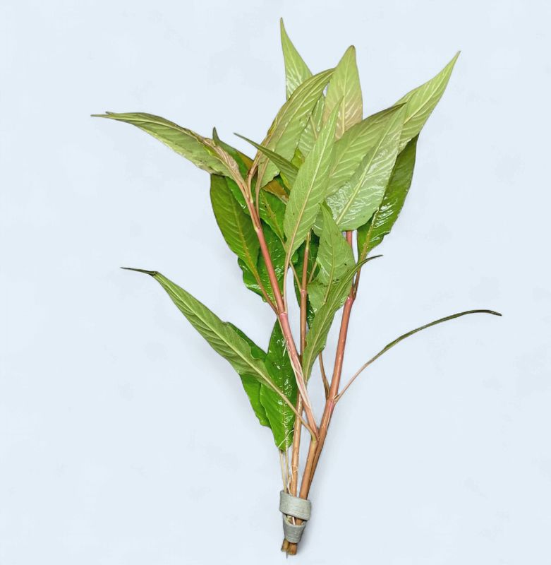 Hygrophila corymbosa (Blue Hygrophila)