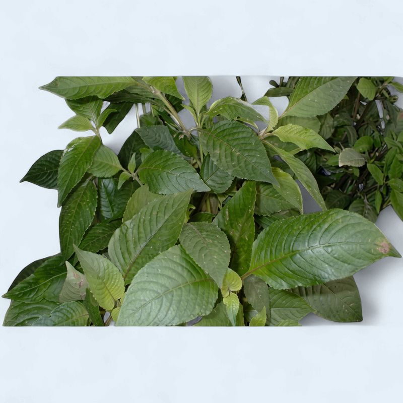 Hygrophila corymbosa 'stricta' (Cherry leaf)