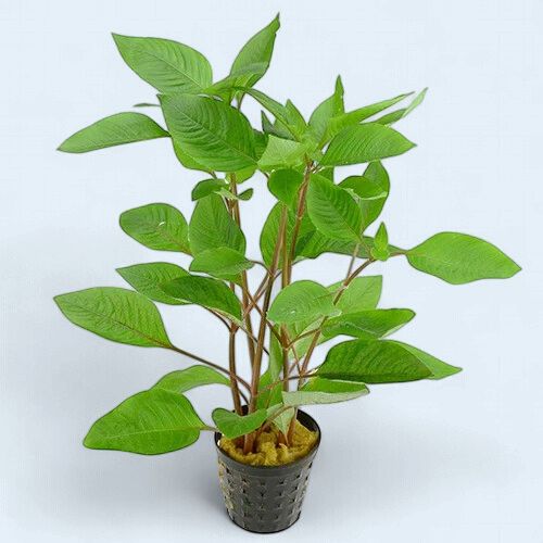 Hygrophila corymbosa 'stricta' (Cherry leaf)