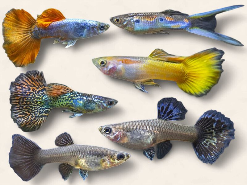 Guppy - Assorted Colours