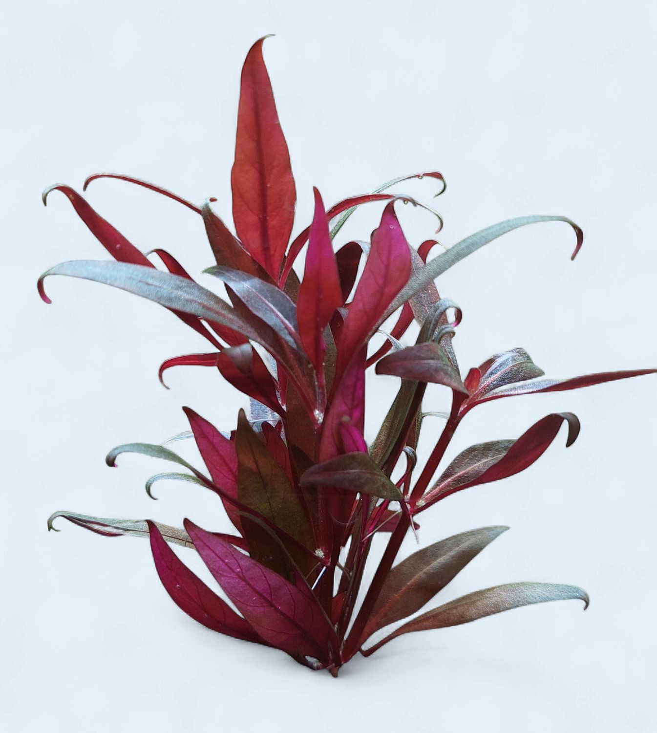 Alternanthera reineckii mini