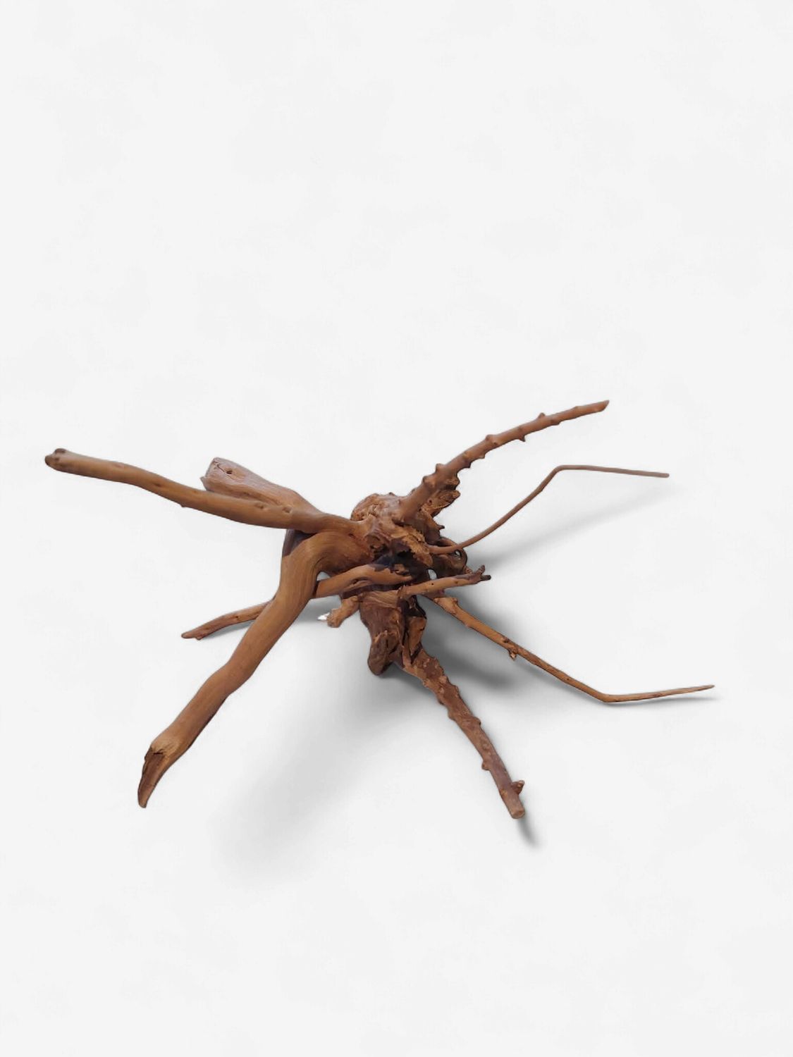 Spider Wood