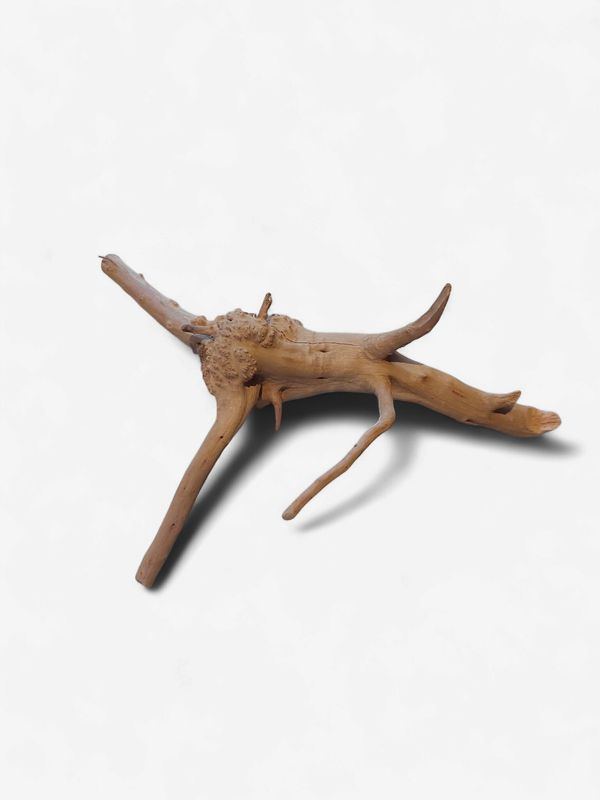 Spider Wood