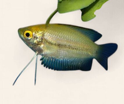 Honey Gourami