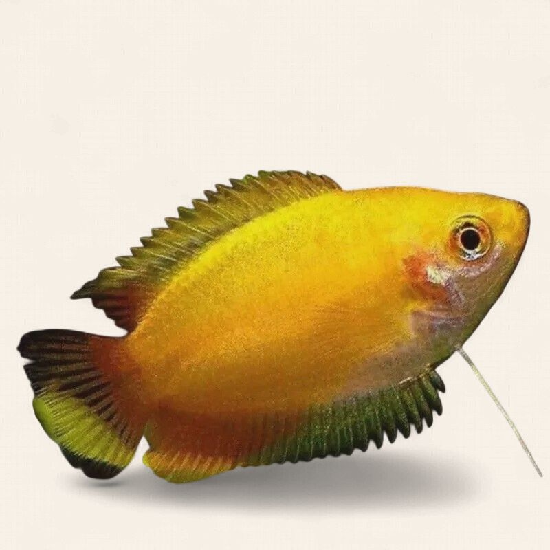 Honey Gourami