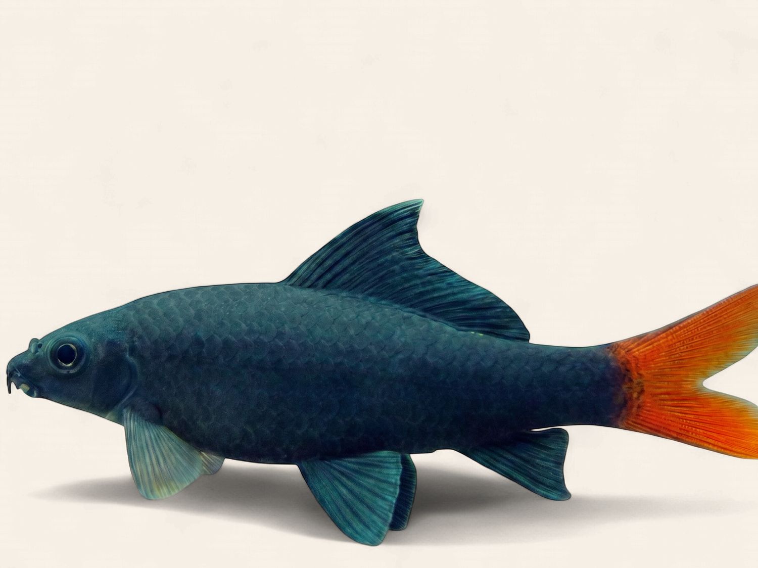 Redtail Shark