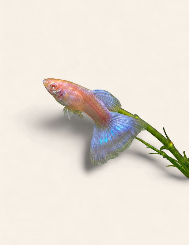 Guppy - Albino Japan Blue