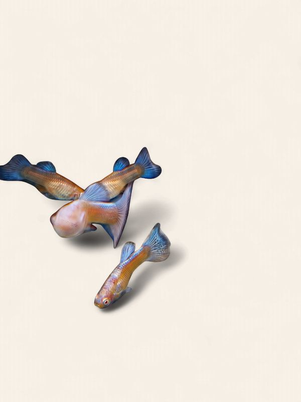 Guppy - Albino Japan Blue