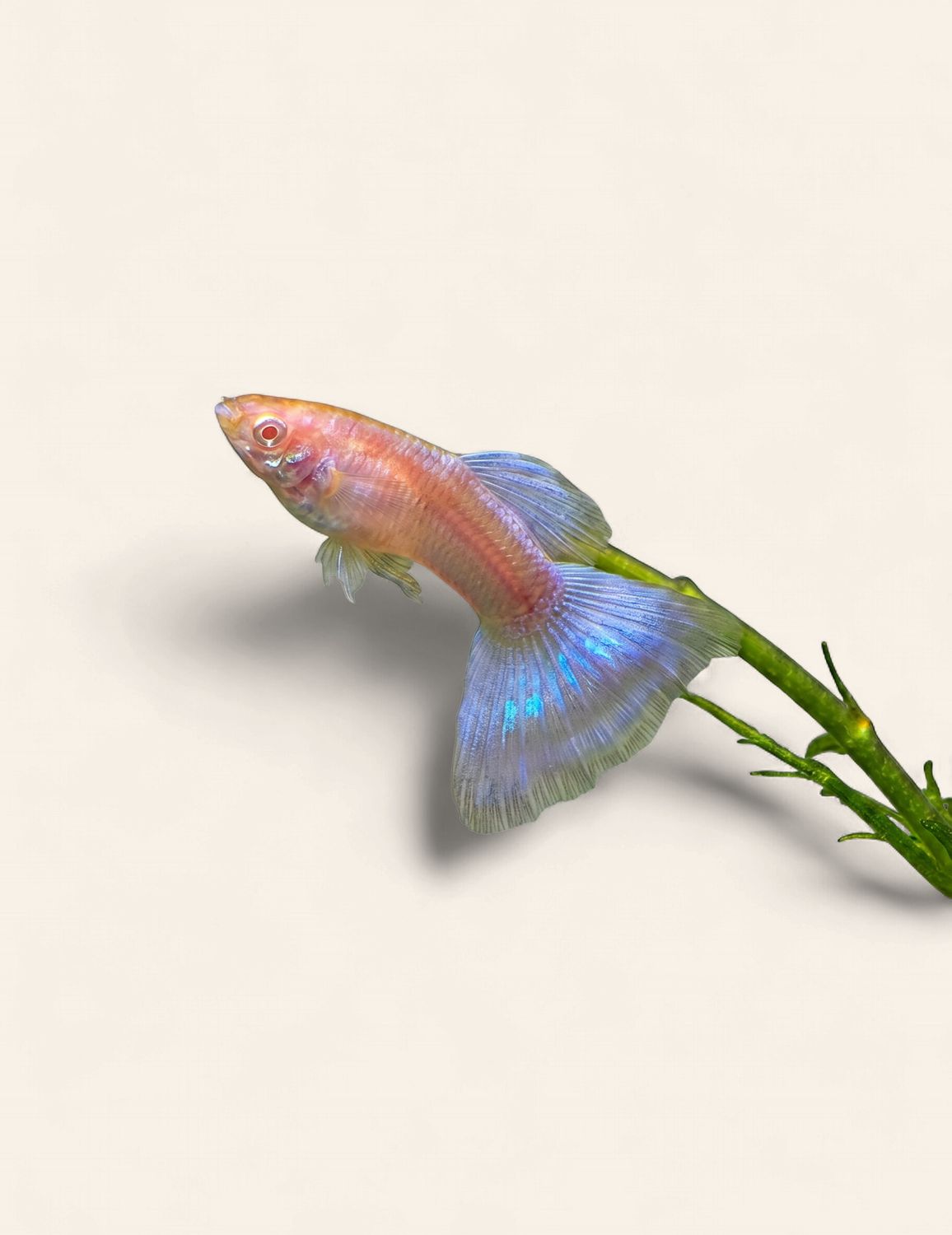 Guppy - Albino Japan Blue, Type: Blue