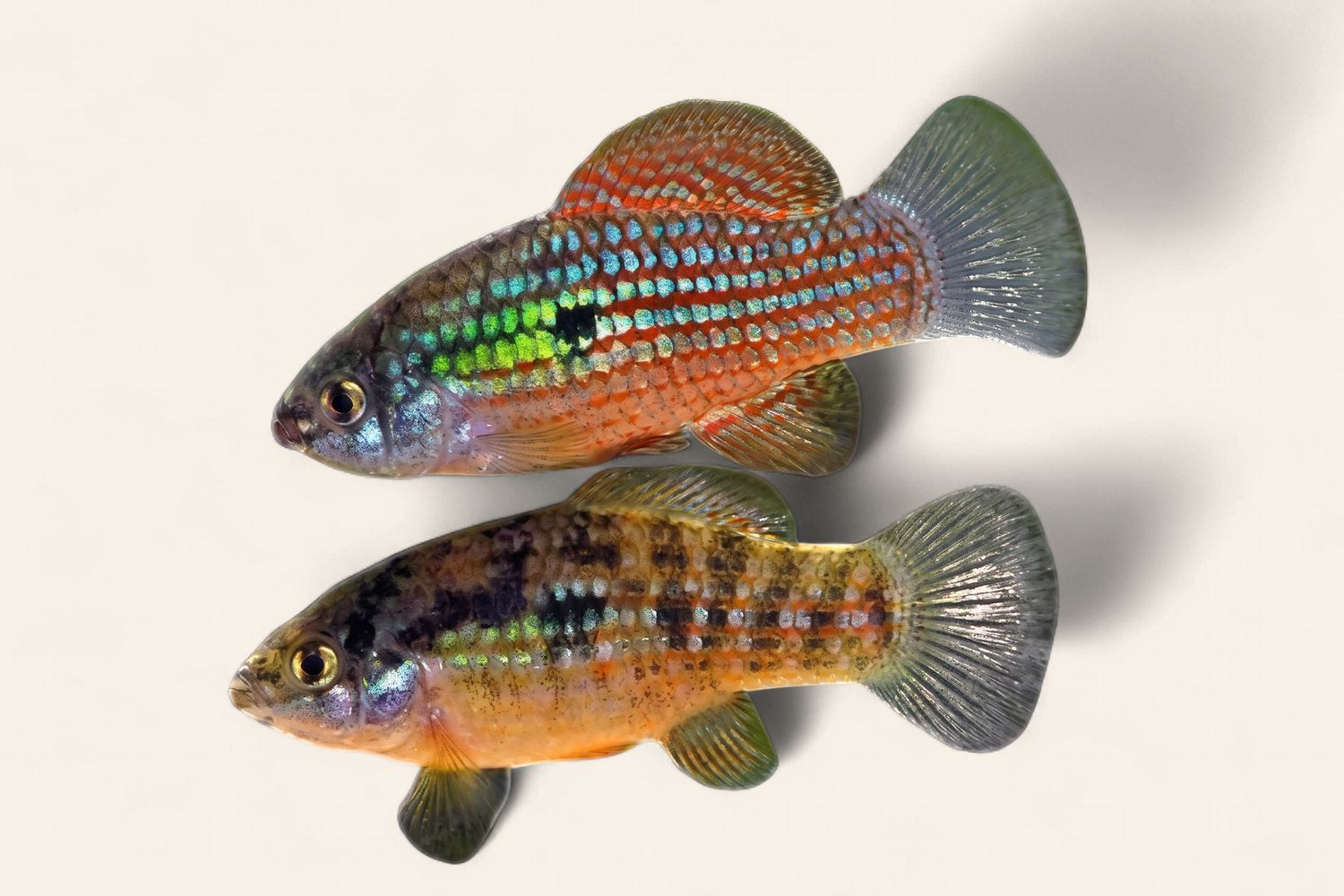 Killifish - American Flagfish