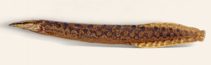 Tyre Track Eel