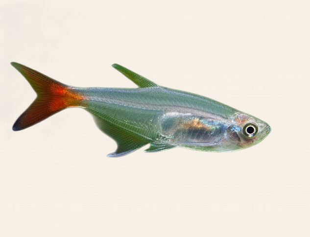 Glass Bloodfin Tetra