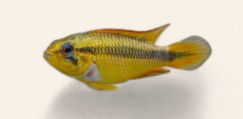 Apistogramma Agassizii - Double Red