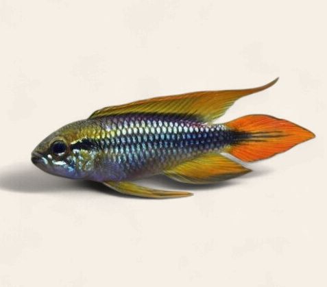 Apistogramma Agassizii - Double Red