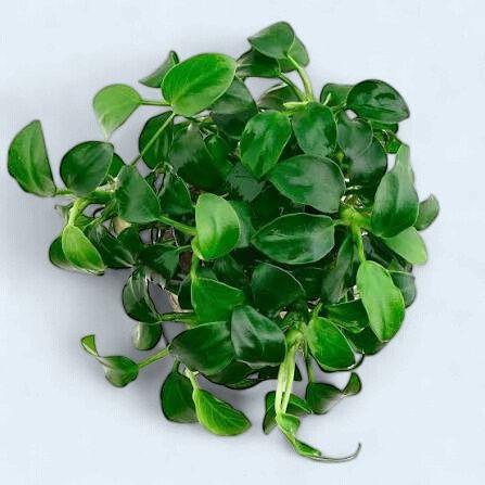 Anubias Nana Bonsai
