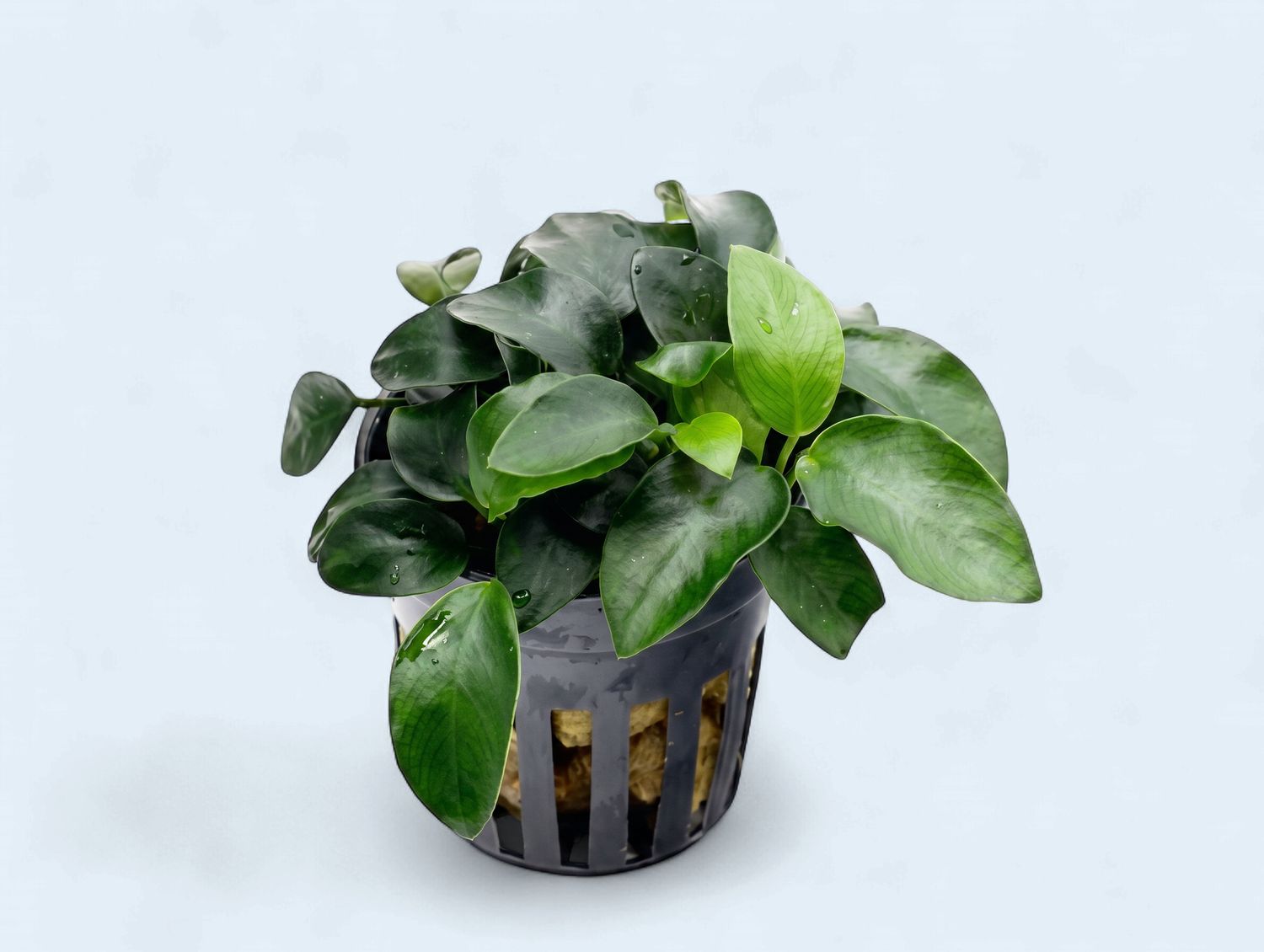 Anubias Nana Bonsai