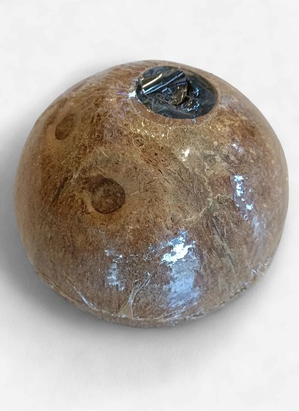 Coconut Shell 1x
