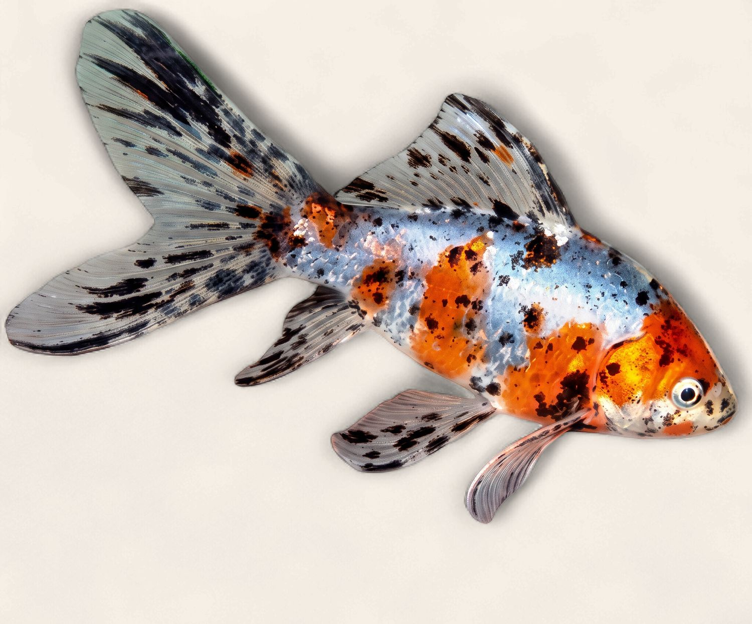 Shubunkin Goldfish