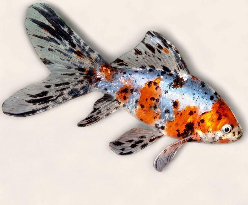 Shubunkin Goldfish
