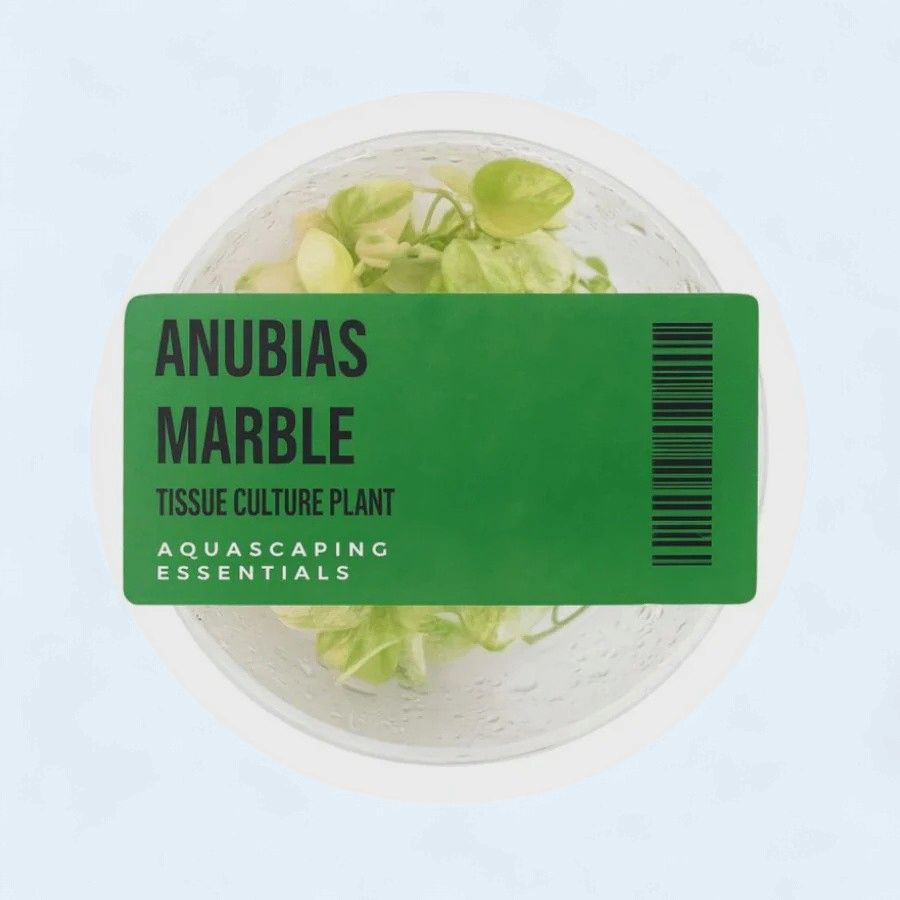 Anubias Marble Tissue Culture